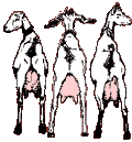 Goats